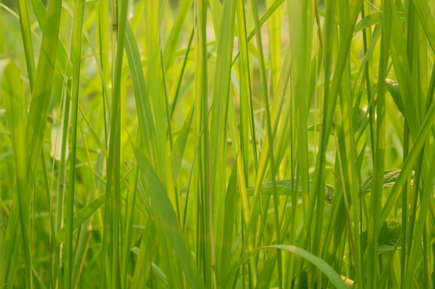 Herbe verte en vue au niveau des yeux pour le fond ou la conception graphique