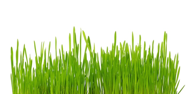 l'herbe verte