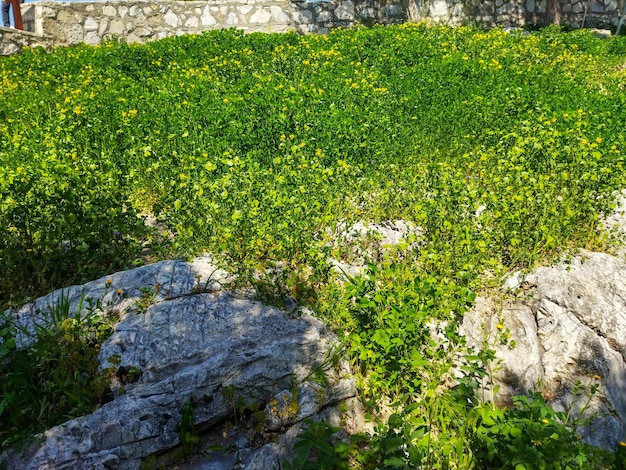 l&#39;herbe verte