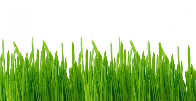 l'herbe verte