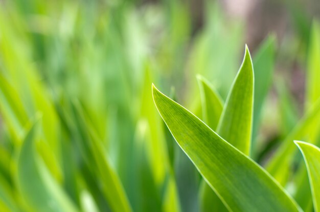 l'herbe verte