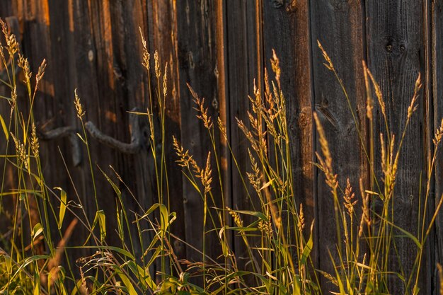 Herbe et vieux bois au fond de la lumière du soleil