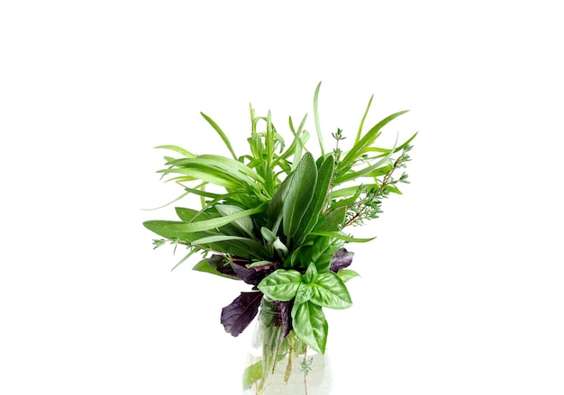 Herbes aromatiques épicées fraîches dans un bécher en verre transparent avec de l'eau. Basilic, sauge, thym, estragon.