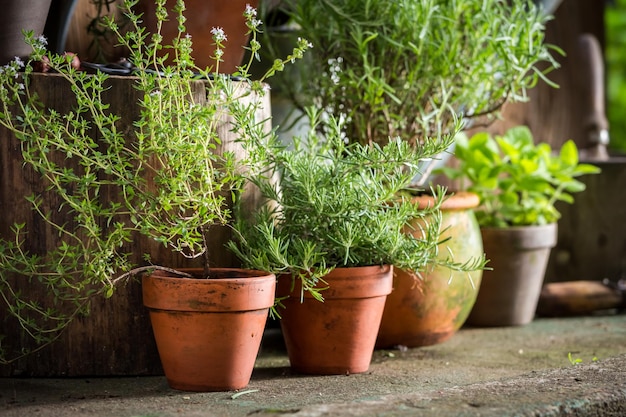 Herbes aromatiques et saines dans le jardin d'été