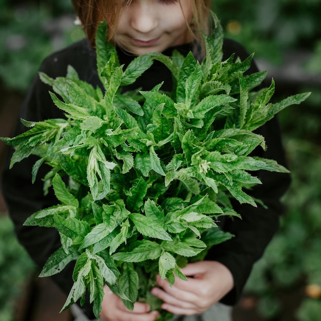 Herbes bio pour faire du thé thérapie alternative homéopathie