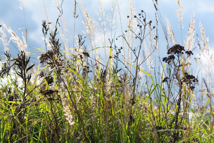 Photo herbes des champs parfumées d'été sur le terrain dans les rayons du chaud soleil diurne