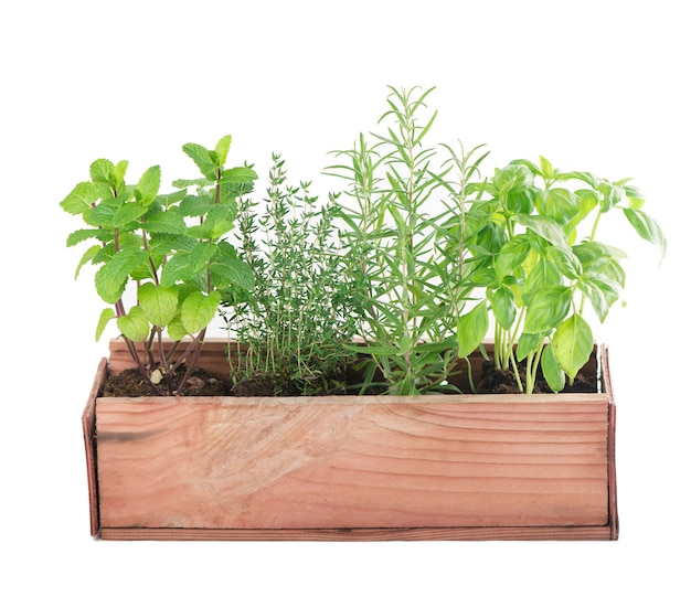 Herbes de cuisine vertes fraîches isolated on white