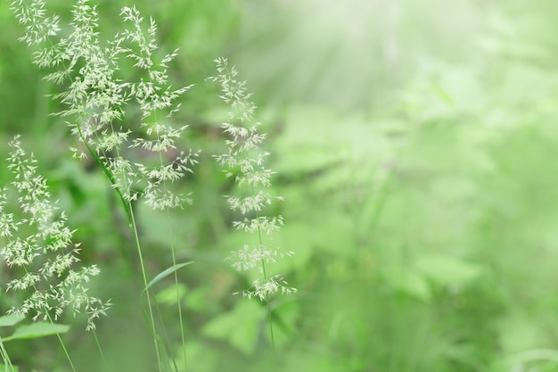 Herbes dans la nature sous le soleil