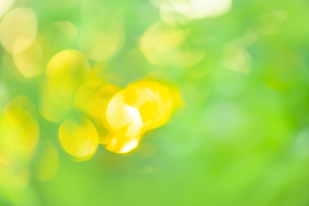 Herbes dans le pré arrière-plan flou Arrière-plan flou vert et lumière du soleil