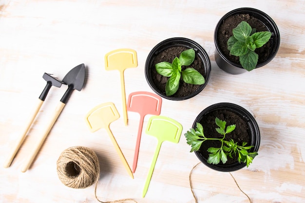 Herbes épicées et herbes cultivées dans des pots à la maison Fond de jardin de printemps avec semis