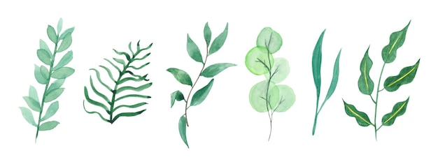 Herbes et feuilles vertes dessinées à la main à l'aquarelle à utiliser dans les mariages, les vacances et la conception décorative