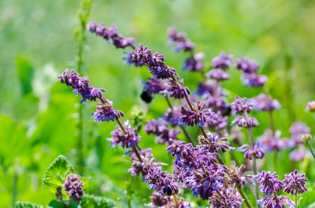 Herbes de fleurs bleu violet dans le domaine