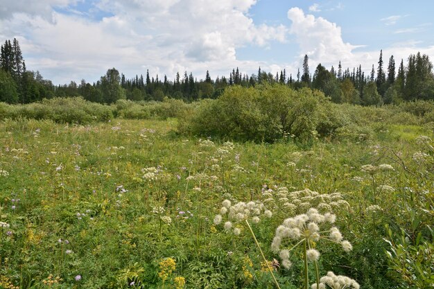 Les herbes à fleurs du Nord