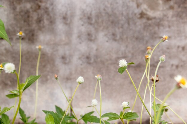 Herbes de fleurs mignons dans un style vintage