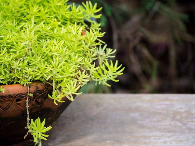 Herbes fraîches dans un pot et mis sur une table en bois