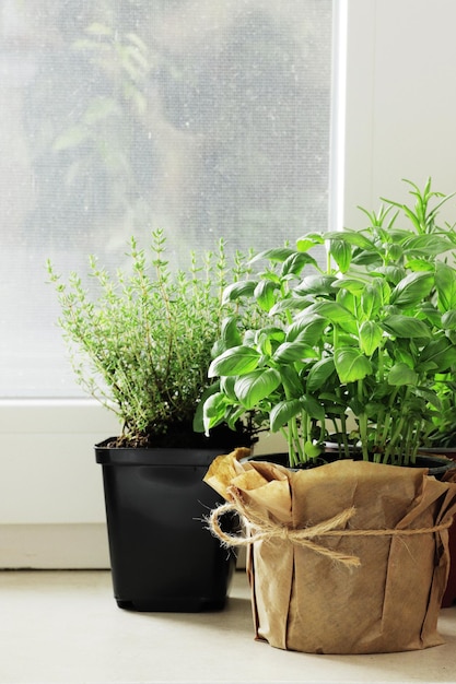 Photo herbes fraîches dans des pots sur le rebord de la fenêtre