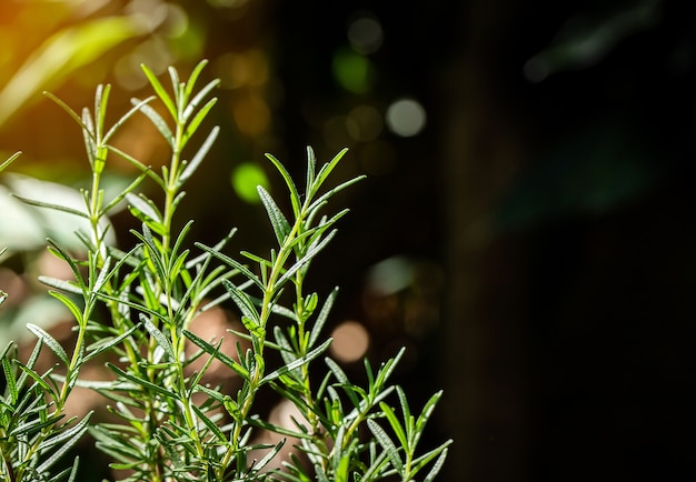 Les herbes fraîches du romarin poussent en plein air. Rosemary leaves Close-up.