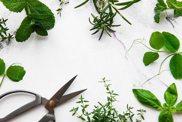 Herbes Fraîches Sur Fond De Marbre Blanc