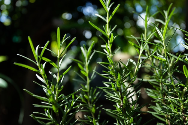 Les herbes fraîches de romarin poussent en plein air.