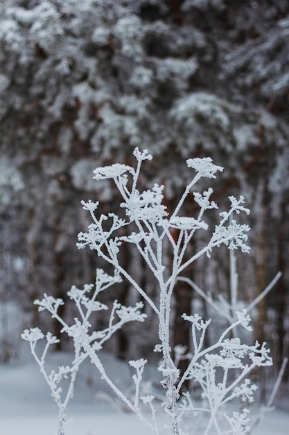 Herbes de givre le jour de l'hiver