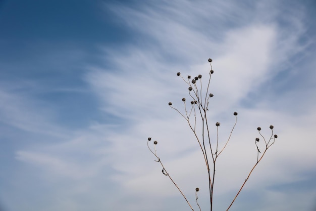 Herbes grises sèches avec des graines contre un ciel bleu-blanc Vue horizontale