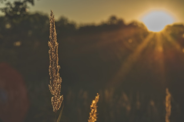 Herbes hautes dans le contour du soleil couchant Heure d'or