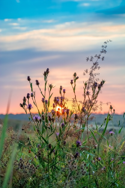 Herbes hautes dans un pré vert. Chaude soirée d'été avec une prairie lumineuse au coucher du soleil.