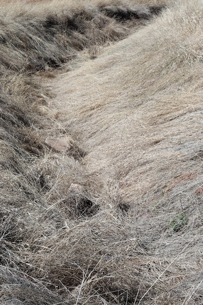 Herbes jaunes sèches en automne