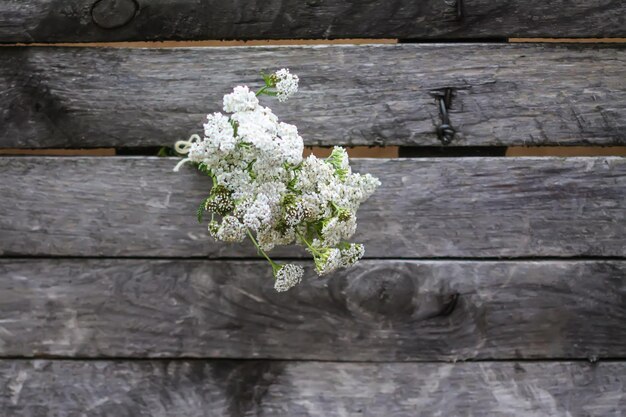 Herbes médicales fraîchement cueillies accrochées à un mur en bois à l'extérieur