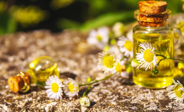 Herbes médicinales en bouteilles. extrait d'huile de camomille. Mise au point sélective. La nature.