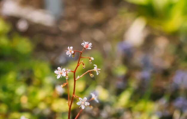 Herbes médicinales Fleurs d'été lumineuses dans un mortier en laiton