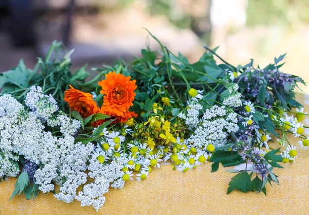 Herbes médicinales Fleurs d'été lumineuses