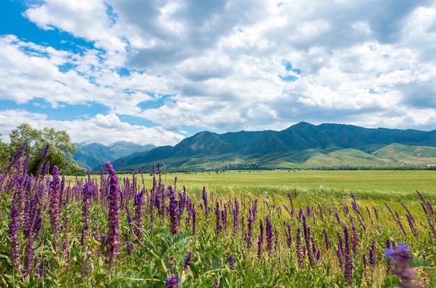 Herbes médicinales en fleurs sur fond de hautes montagnes