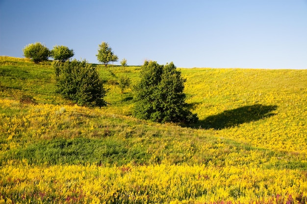 Herbes médicinales à fleurs jaunes Hypericum herbe ou arbuste à fleurs jaunes caractéristiques à cinq pétales et feuilles ovales appariées utilisées dans des préparations médicinales pour le traitement de divers troubles