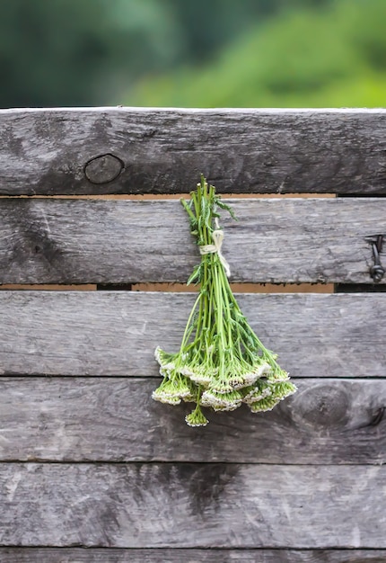 Herbes médicinales fraîchement cueillies accrochées à un mur en bois à l'extérieur. Usine d'achillée millefeuille.