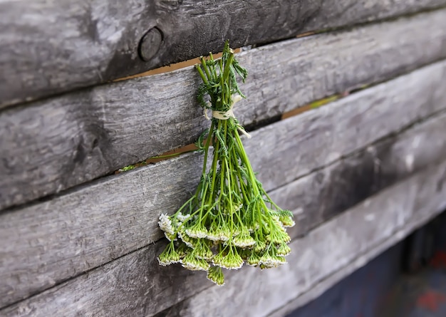 Herbes médicinales fraîchement cueillies accrochées à un mur en bois à l'extérieur. Usine d'achillée millefeuille.
