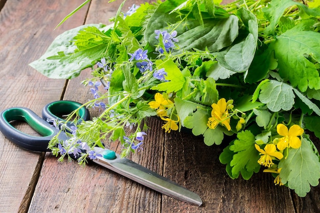 Herbes médicinales fraîchement récoltées