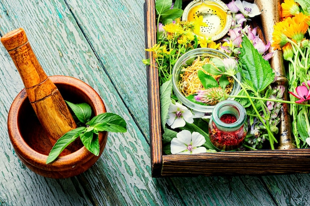 Herbes médicinales fraîches et cicatrisantes.Médecine alternative à base de plantes.Médecine naturelle à base de plantes