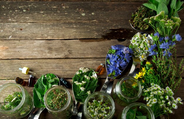 Herbes médicinales fraîches.