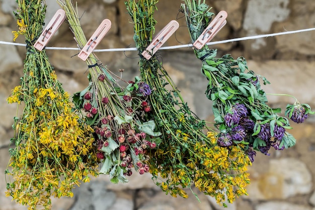 Les herbes médicinales sont séchées en grappes sur une corde