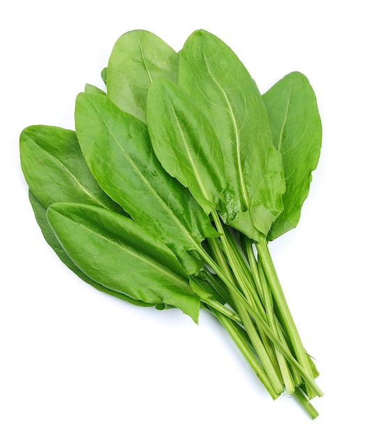 Herbes d'oseille isolés sur blanc