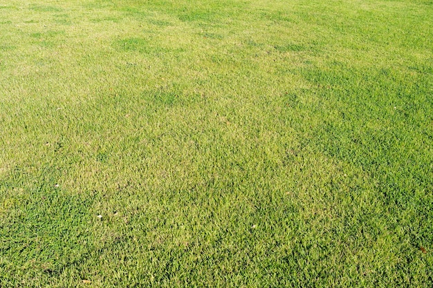 Herbes de pelouse verte en été pour le fond