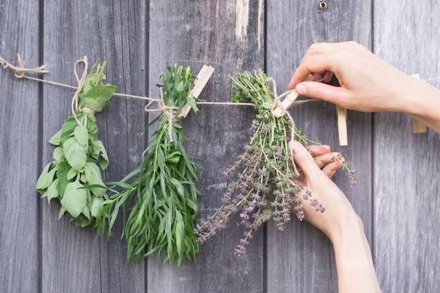 Les herbes pendent et sèchent. Mains avec épingle