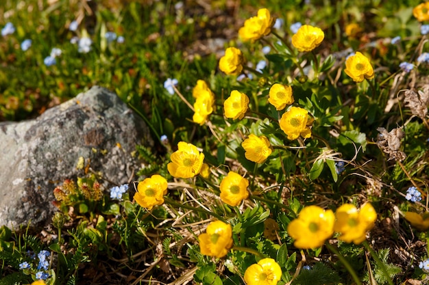 Herbes et plantes de l'Altaï fleurs sur fond d'herbe