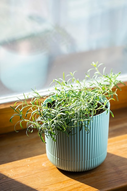 Des herbes en pot de romarin cultivées sur place poussent sur le rebord de la fenêtre
