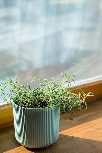 Des herbes en pot de romarin cultivées sur place poussent sur le rebord de la fenêtre