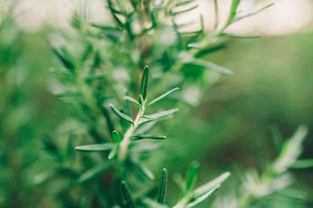 Les herbes de romarin frais poussent à l'extérieur. Feuilles de romarin en gros plan.