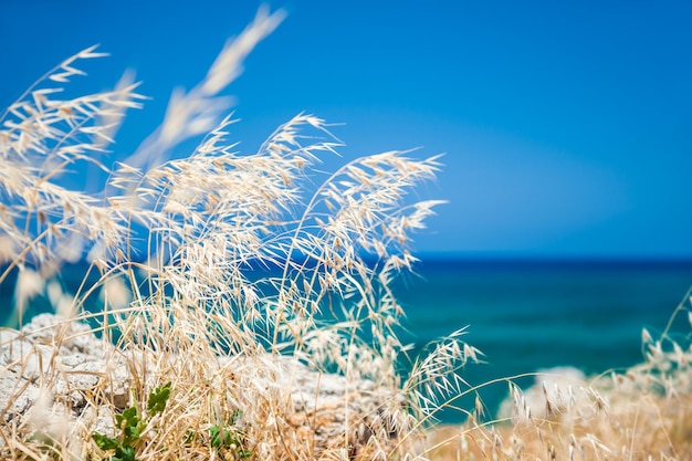 Herbes sauvages sur la côte de la mer, île de Crète, Grèce. Beau paysage d'été. Mise au point sélective