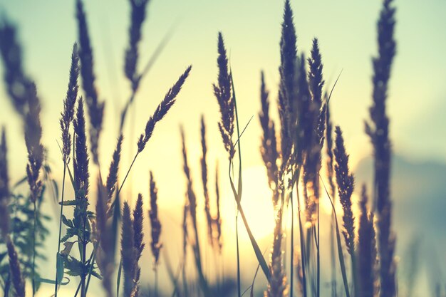 Herbes sauvages dans un champ au coucher du soleil. faible profondeur de champ, filtre vintage