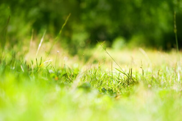 Herbes sauvages vertes dans la prairie forestière